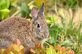 Check spelling or type a new query. How To Keep Rabbits Out Of The Garden Gardener S Path
