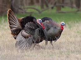 Turkey Loads The Shooter S Log