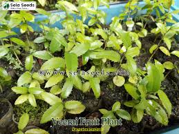 Image result for Drypetes sclerophylla