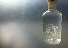 Nov 15, 2019 · how the deworming process works the deworming process starts by confirming the presence of the parasite and what kind is harboring on your dog's body. How Long Does It Take For A Cat Dewormer To Work Entirelypets