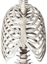 The sternum, commonly known as the breastbone, is a long, narrow flat bone that serves as the keystone of several muscles that move the arms, head, and neck have their origins on the sternum. Sternum