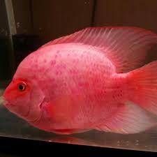 Species panda cichlids king kong parrot fish fishing world fish fish pet invertebrates. The Best Parrots In The World King Kong Parrots For Sale