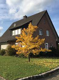 Ginkgo gardens distinguishes itself by offering friendly services as well as distinctive statuary, ornamentation, and. Ginkgo Biloba Ginkobaum Facherblattbaum Gunstig Kaufen