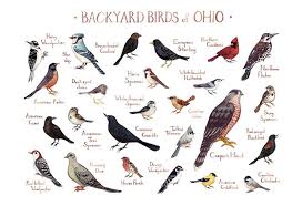 Black And White Spotted Bird Ohio This Watercolor Painting Features 25 Backyard Birds Of Ohio As A Field Guide Chart It Features The Following Birds Am Backyard Birds Missouri Birds Birds