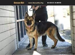 Adopt 20011900370 German Shepherd Rescue Montclair Ca German Shepherd Adoption German Shepherd Rescue German Shepherd