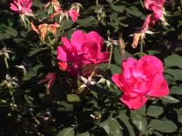 Although not entirely necessary a little bit of weekly maintenance goes a long way to make these desirable landscape elements perform even better. Knockout Roses Youtube