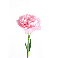 Carnation Flower Lifespan Best Flower Wallpaper