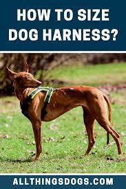 How To Size Dog Harness Dog Harness Dogs Dog Anatomy