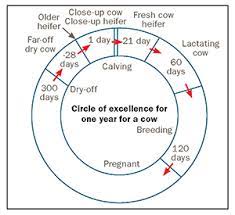 Design Facilities To Optimize Transition Cow Comfort