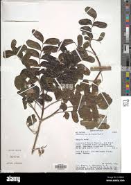 Image result for Ptaeroxylon obliquum