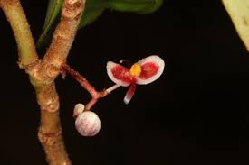 Image result for Begonia horticola