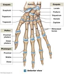 It provides a basic framework in form of skeleton on which everything is else is laid on and different types of joints in body. Anterior View Of The Bones Of The Right Wrist And Hand Human Body Anatomy Human Anatomy And Physiology Human Bones Anatomy