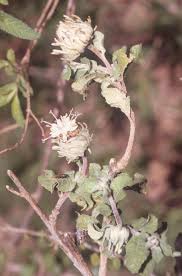 Image result for Vernonia anthelmintica