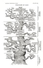 file pedigree of man english jpg wikimedia commons