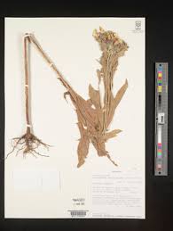 Image result for Astripomoea hyoscyamoides