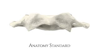 It is named for atlas of greek mythology because, just as atlas supported the globe, it supports the entire head. Axis The Second Cervical Vertebra