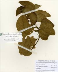 Image result for Chasmanthera dependens