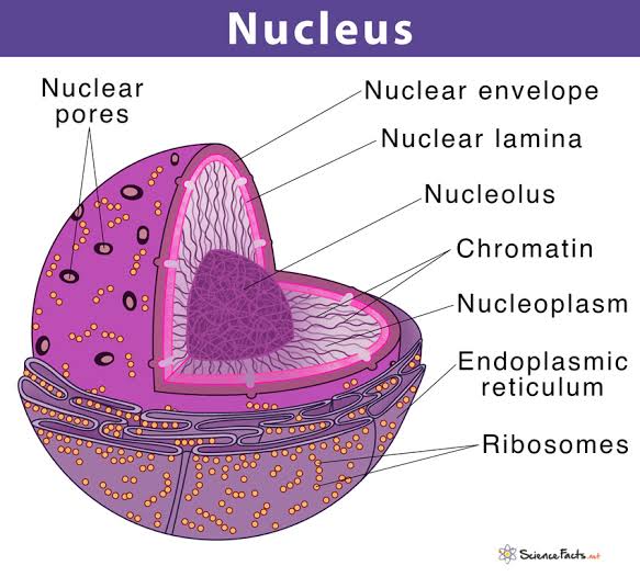 Nuclear structure and nuclear envelope