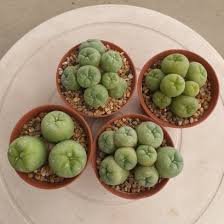 Image result for Loxodera caespitosa