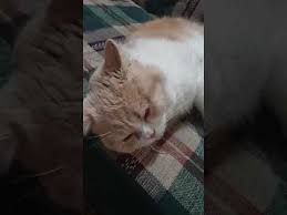 Ninni Ile Kediniz Uyuyabilir Mi Youtube Kedi Videolar