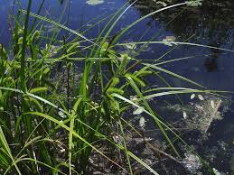 Image result for Cyperus pseudoleptocladus