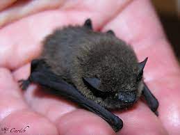 Elles font partie des mammifères placentaires, les seuls mammifères à pouvoir voler. Pipistrelle Chauve Souris Pipistrellus Chiroptere Vespertilionide