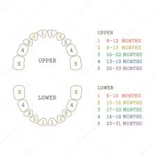 Tooth Chart Stock Vector Eveleen 72041773