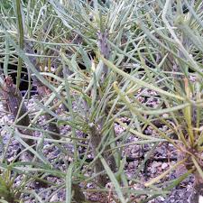 Image result for Kleinia sp.no.1