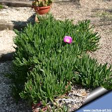 Image result for Carpobrotus