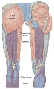 Flexion of the leg at the knee joint. Hamstrings Muscles Anatomy Anatomy Drawing Diagram