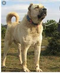 Kangal Yavrusu Ne Yer
