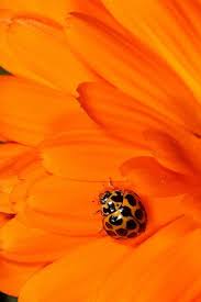 Black And Orange Wallpaper Aesthetic Lady Beetle On An Orange Background Orange Background Orange Wallpaper Orange Aesthetic