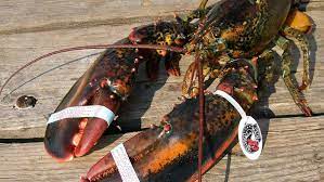 Storing Live Lobster Lobster From Maine