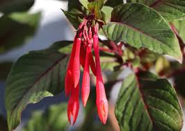 For a slope, epilobium is a great choice when planted with other natives that prefer full sun, little water and excellent drainage. Fuchsia Tips And Guidance For Best Possible Blooming