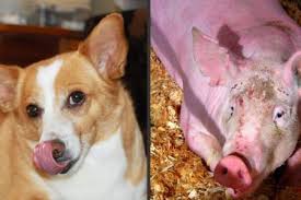 We did not find results for: Can Dogs Eat Pork