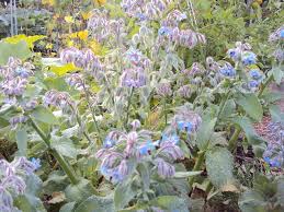 Image result for Borago officinalis