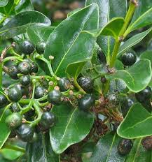 Image result for Psydrax fragrantissima