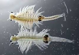 Image result for MONKEYS