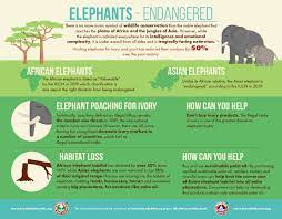 Save The Elephants Campaign | Possible Solutions To Save - Fos