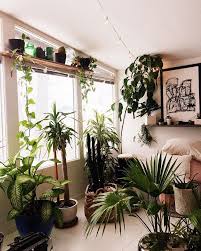 Uohome Instagram Photos And Videos Living Room Plants House Plants Decor Bedroom Plants