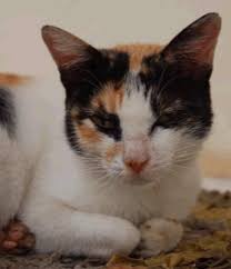 Mast cell tumors can arise from any skin site on the body, and can have a variety of. Mast Cell Tumors Mar Vista Animal Medical Center