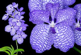 Image result for Orchidaceae