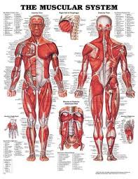 The main bone in our head is called the skull. Muscular System Chart 20 W X 26 H Human Muscular System Muscular System Anatomy Muscular System