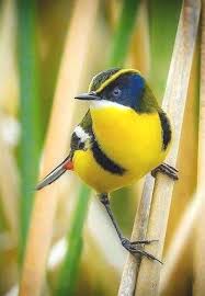 Birds Blooms Magazine Subscription Choosing Plants To Entice Birds And Butterflies To Your Yard With Images Beautiful Birds Birds Pretty Birds