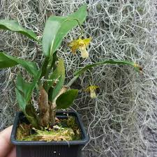 Image result for Polystachya maculata