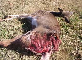 Check spelling or type a new query. 2017 Elk Hunt Page 3 Shooters Forum