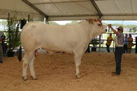 Black And White Cattle Dog Long Hair The Large Italian Cattle Are Sought After Terminal Sires Phenotypically Attractive Animals Chianina Cattle Can Range Fro Chianina Cattle Animals Beef Cattle
