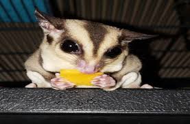 Can Sugar Gliders Eat Crickets Sugar Glider Zone Sugarglider Care