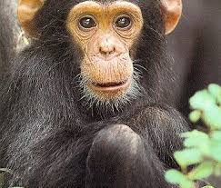 Pin On Monkey Business