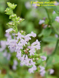 Image result for Cantinoa